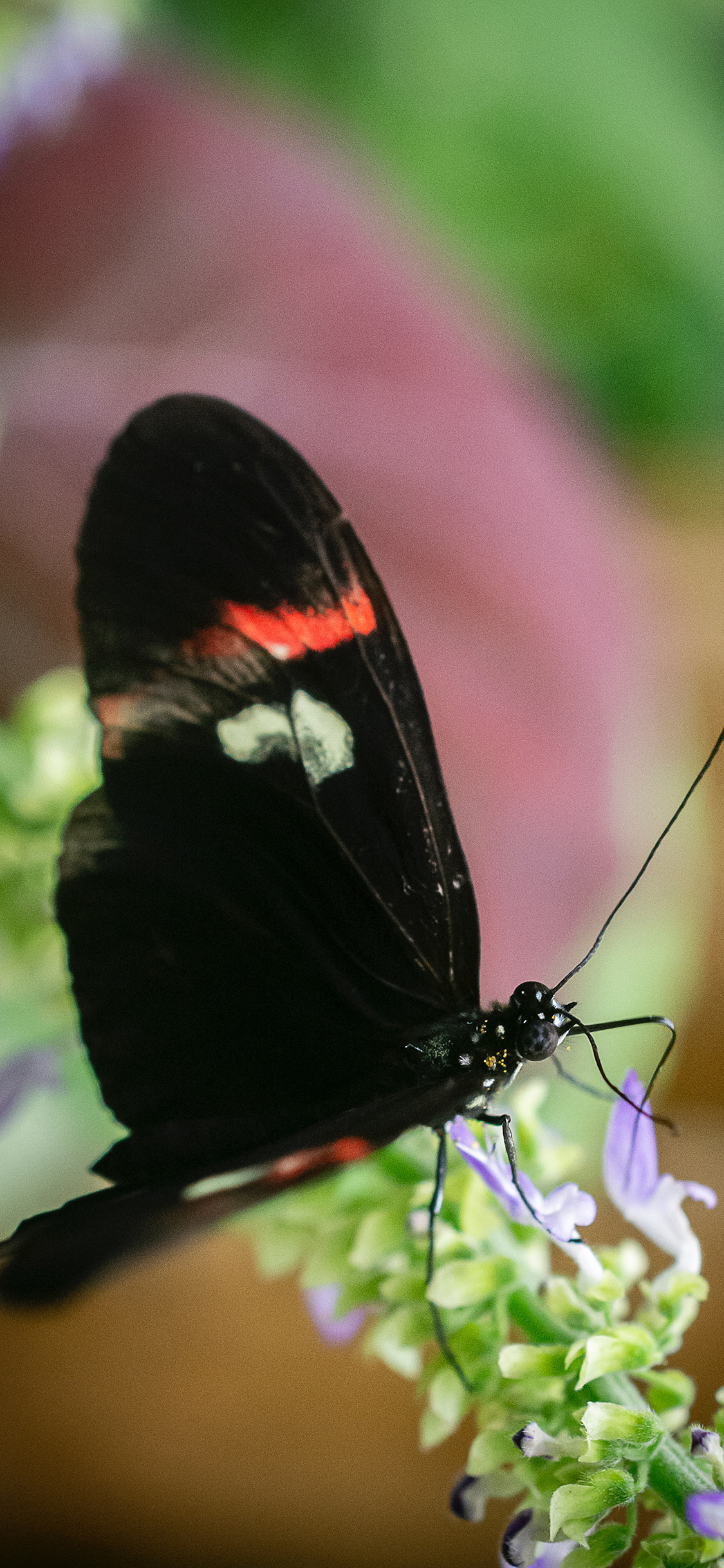 [2436×1125]蝴蝶 昆虫 花草 采蜜 苹果手机壁纸图片