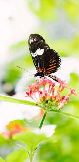 [2436x1125]蝴蝶 昆虫 采蜜 小花 清新 苹果手机壁纸图片