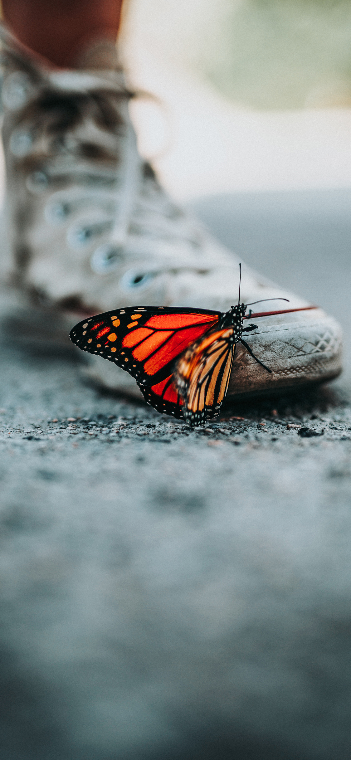 [2436×1125]蝴蝶 昆虫 鞋子 路面 苹果手机壁纸图片