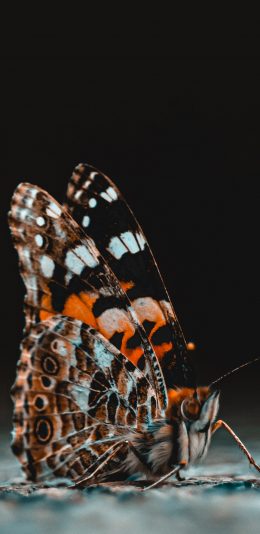 [2436x1125]蝴蝶 昆虫 飞蛾 展翅 苹果手机壁纸图片