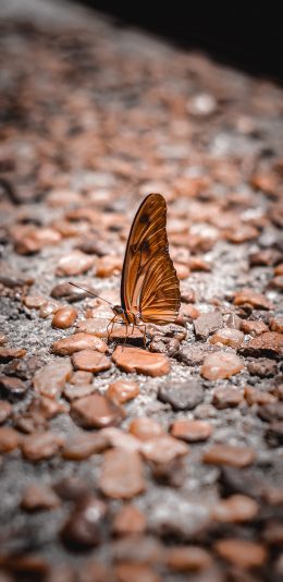 [2436x1125]蝴蝶 昆虫 飞蛾 石子路 苹果手机壁纸图片