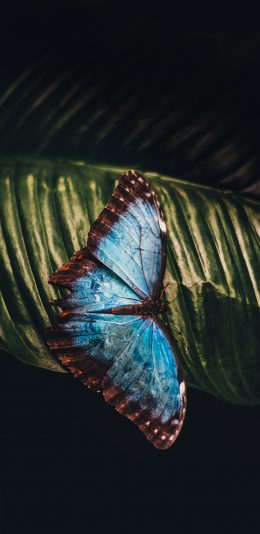 [2436x1125]蝴蝶 昆虫 魅力 叶子 翅膀 苹果手机壁纸图片