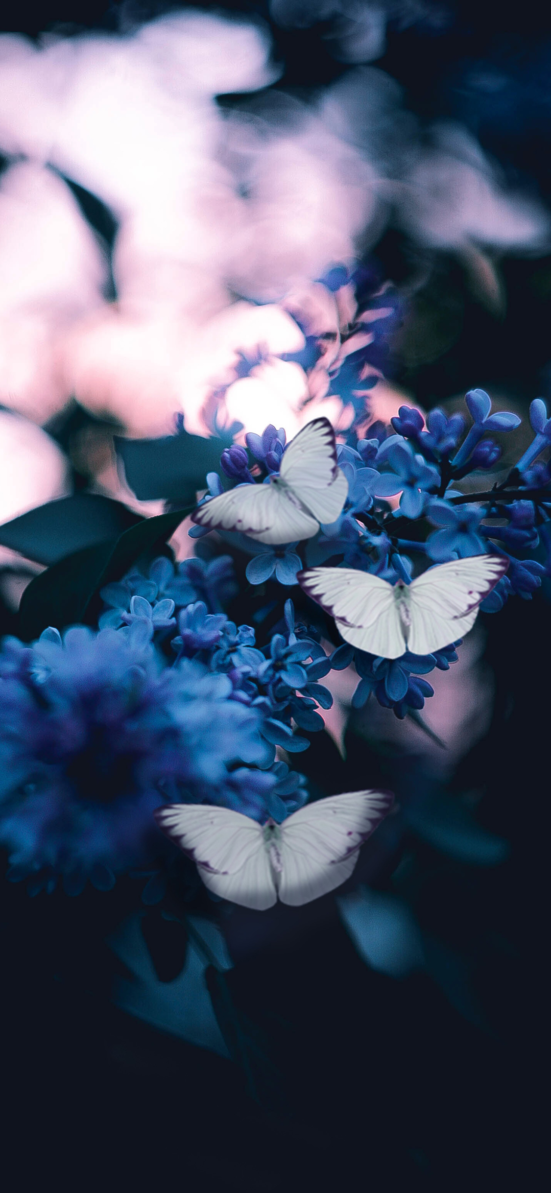 [2436×1125]蝴蝶 昆虫 鲜花 花朵 苹果手机壁纸图片