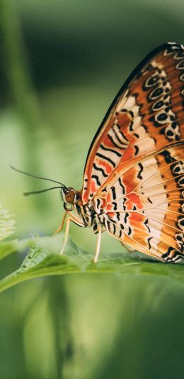 [2436x1125]蝴蝶 枝叶 彩蝶 昆虫 苹果手机壁纸图片