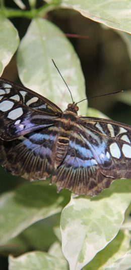 [2436x1125]蝴蝶 枝叶 昆虫 粉翅 苹果手机壁纸图片