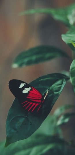 [2436x1125]蝴蝶 枝叶 树叶 飞蛾 苹果手机壁纸图片