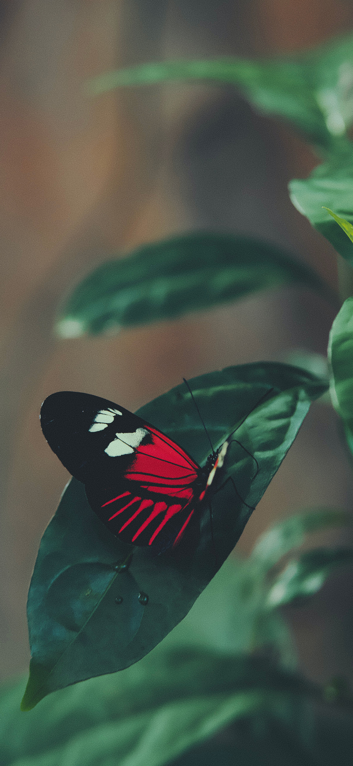 [2436×1125]蝴蝶 枝叶 树叶 飞蛾 苹果手机壁纸图片