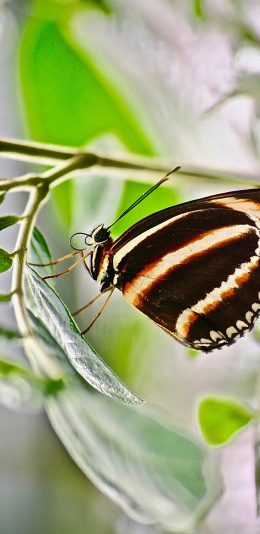 [2436x1125]蝴蝶 枝叶 粉翅 绿叶 苹果手机壁纸图片