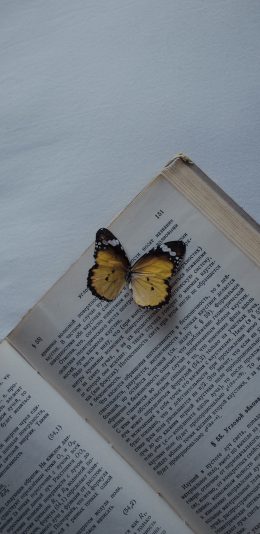 [2436x1125]蝴蝶 标本 翅膀 昆虫 书本 苹果手机壁纸图片