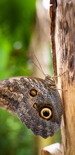 [2436x1125]蝴蝶 树干 粉翅 飞蛾 苹果手机壁纸图片