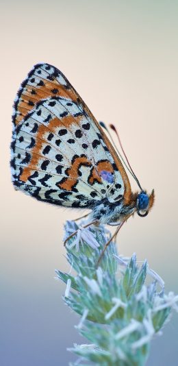 [2436x1125]蝴蝶 粉翅 昆虫 采蜜 苹果手机壁纸图片