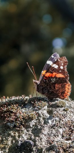 [2436x1125]蝴蝶 粉翅 飞虫 苹果手机壁纸图片