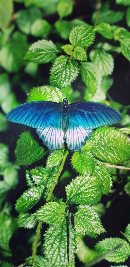 [2436x1125]蝴蝶 翅膀 昆虫 叶子 绿色 苹果手机壁纸图片