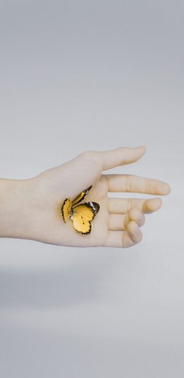 [2436x1125]蝴蝶 翅膀 昆虫 手 苹果手机壁纸图片