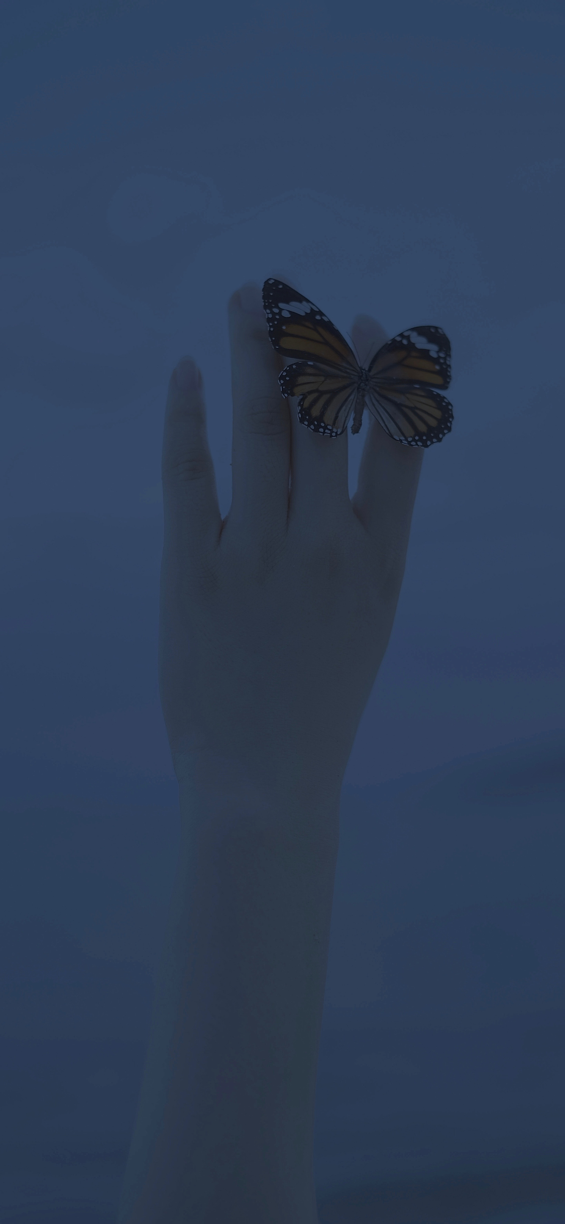 [2436×1125]蝴蝶 翅膀 昆虫 蓝色 手 苹果手机壁纸图片