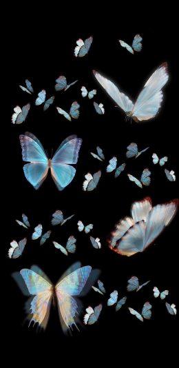 [2436x1125]蝴蝶 翅膀 昆虫 飞舞 苹果手机壁纸图片