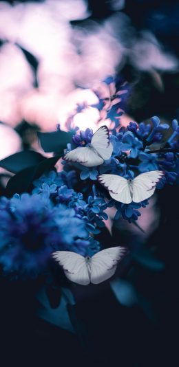 [2436x1125]蝴蝶 翅膀 昆虫 鲜花 丁香花 苹果手机壁纸图片