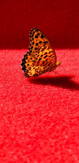 [2436x1125]蝴蝶 翅膀 红色 昆虫 苹果手机壁纸图片