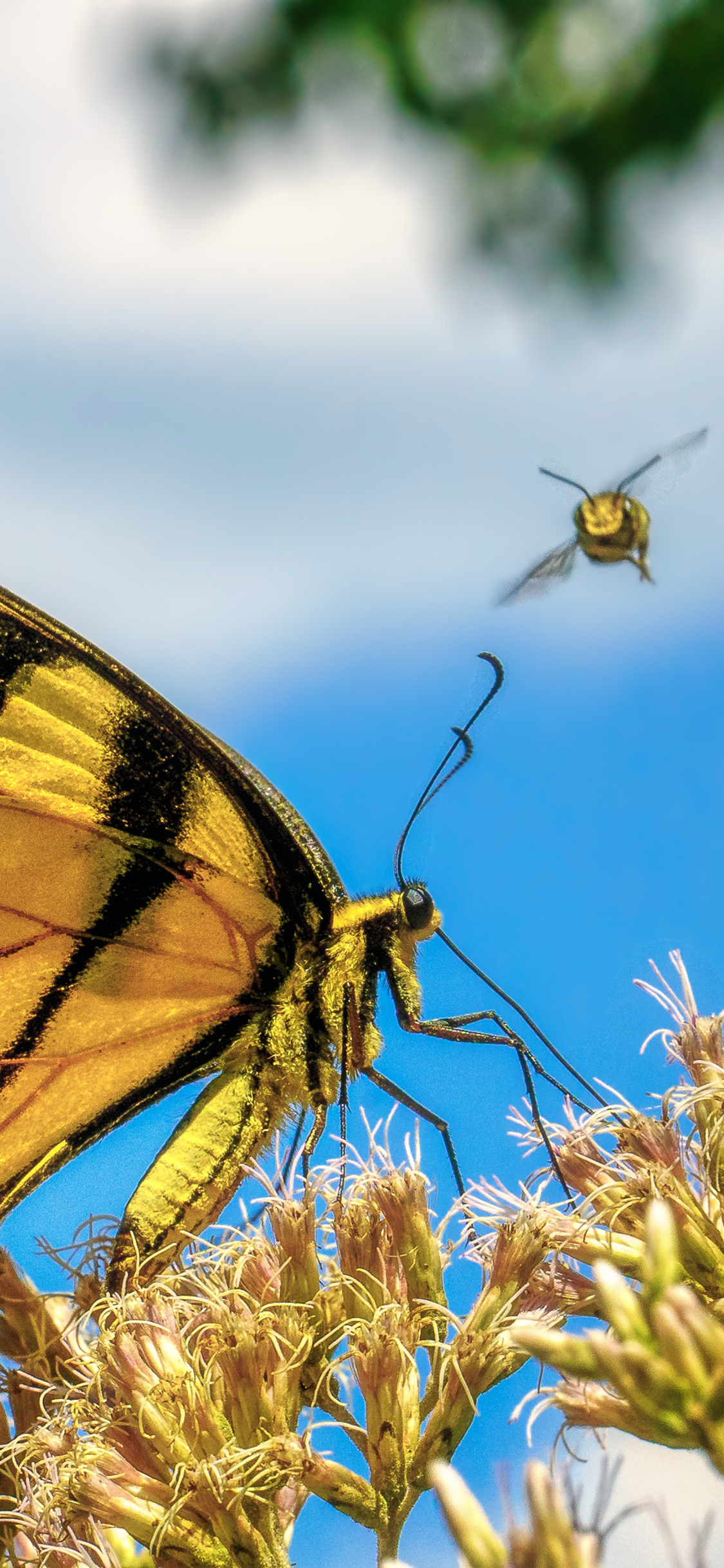 [2436×1125]蝴蝶 翅膀 采蜜 昆虫 苹果手机壁纸图片