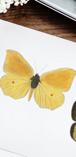 [2436x1125]蝴蝶 色彩 惟妙惟肖 手绘 苹果手机壁纸图片