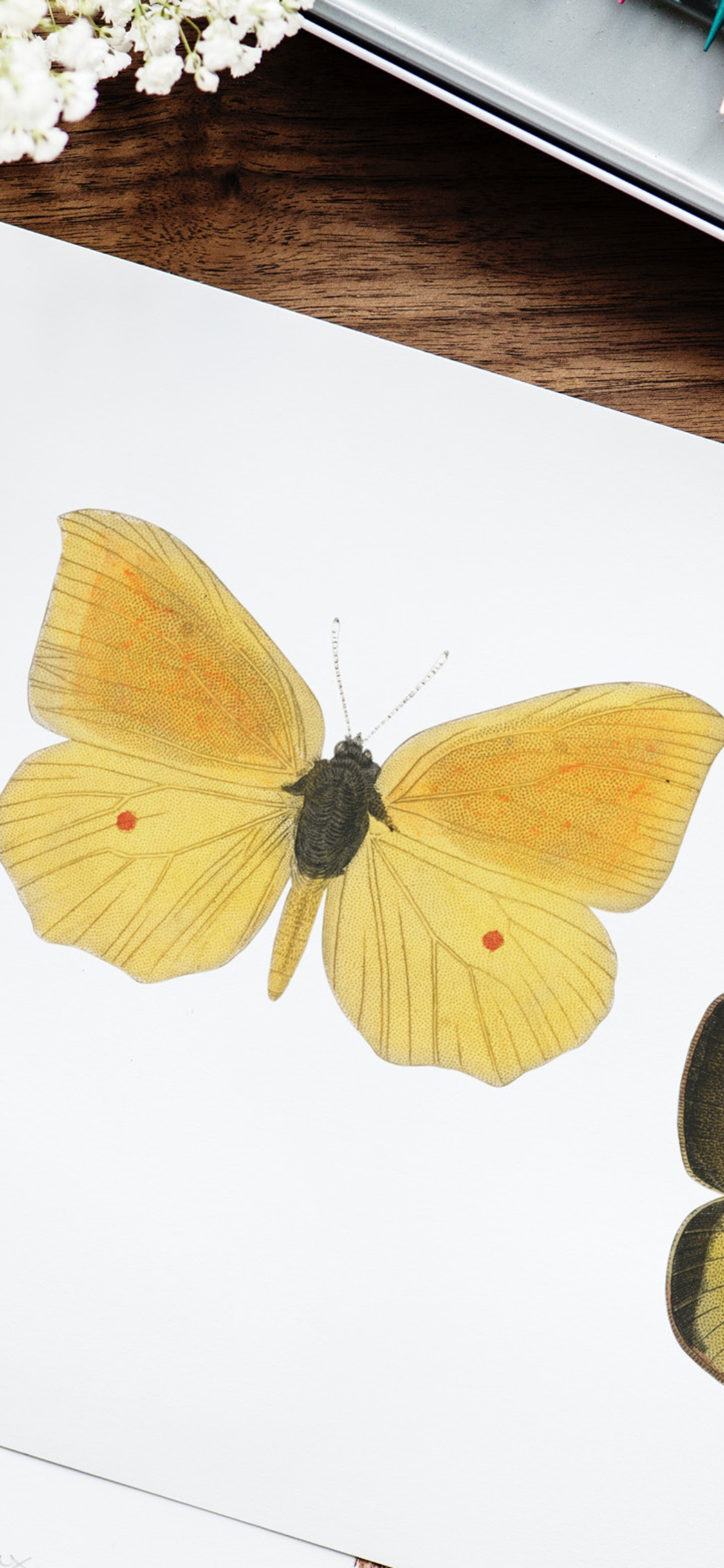 [2436×1125]蝴蝶 色彩 惟妙惟肖 手绘 苹果手机壁纸图片