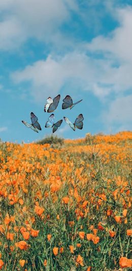 [2436x1125]蝴蝶 花丛 花田 飞舞 翅膀 苹果手机壁纸图片