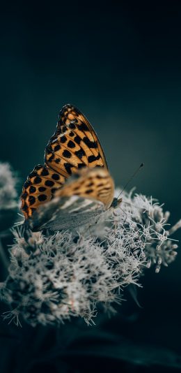 [2436x1125]蝴蝶 花朵 采蜜 粉翅 苹果手机壁纸图片
