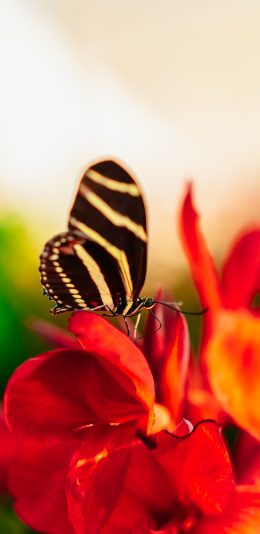 [2436x1125]蝴蝶 花朵 鲜花 昆虫 苹果手机壁纸图片