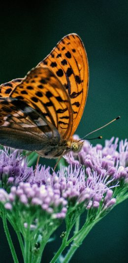 [2436x1125]蝴蝶 花簇 采蜜 昆虫 苹果手机壁纸图片