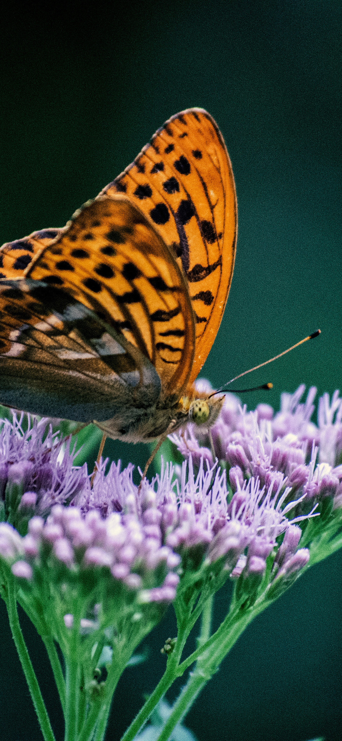 [2436×1125]蝴蝶 花簇 采蜜 昆虫 苹果手机壁纸图片