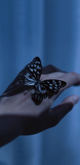 [2436x1125]蝴蝶 蓝色 翅膀 昆虫 手 苹果手机壁纸图片