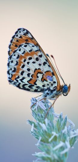 [2436x1125]蝴蝶 采蜜 花草 粉翅 苹果手机壁纸图片