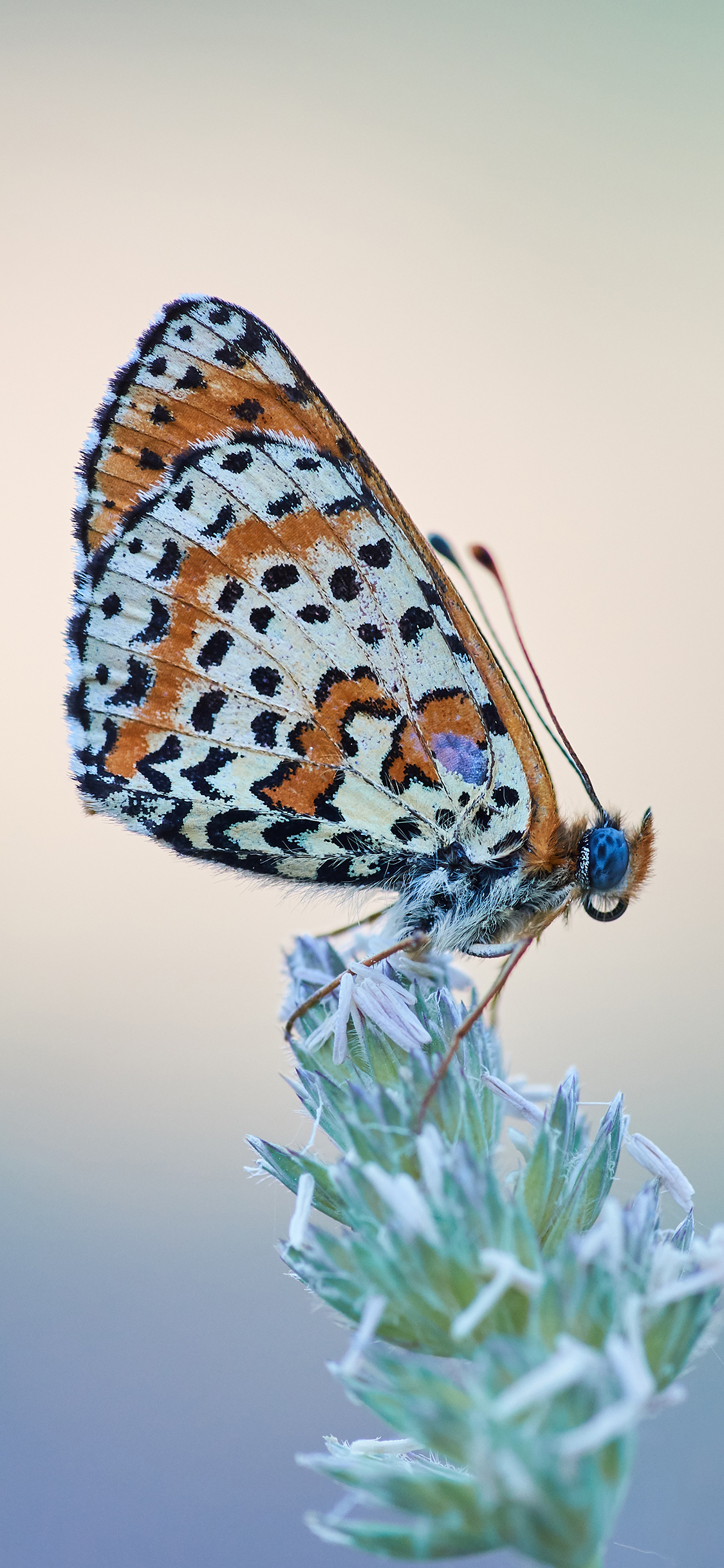 [2436×1125]蝴蝶 采蜜 花草 粉翅 苹果手机壁纸图片