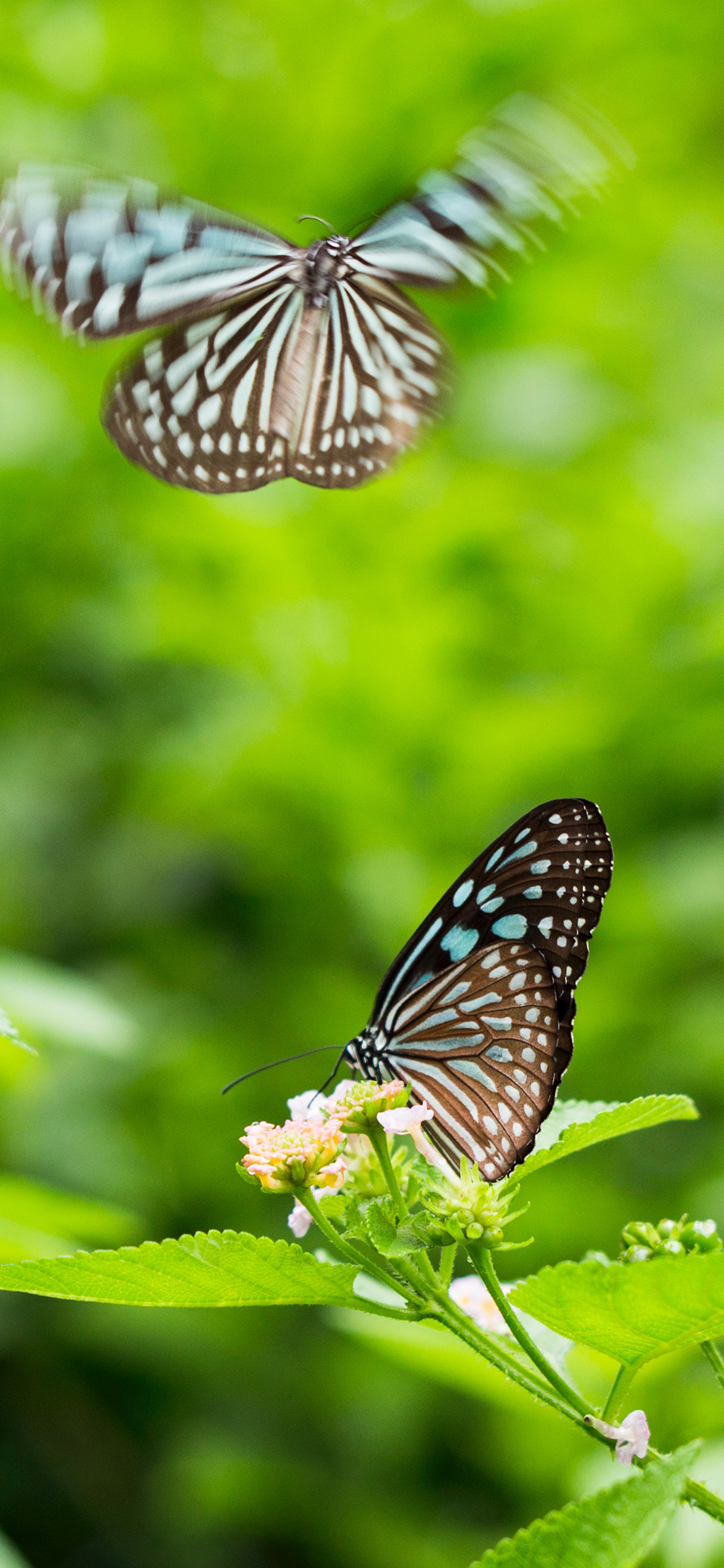 [2436×1125]蝴蝶 采蜜 飞翔 昆虫 苹果手机壁纸图片