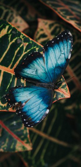 [2436x1125]蝴蝶 野外 昆虫 枝叶 苹果手机壁纸图片