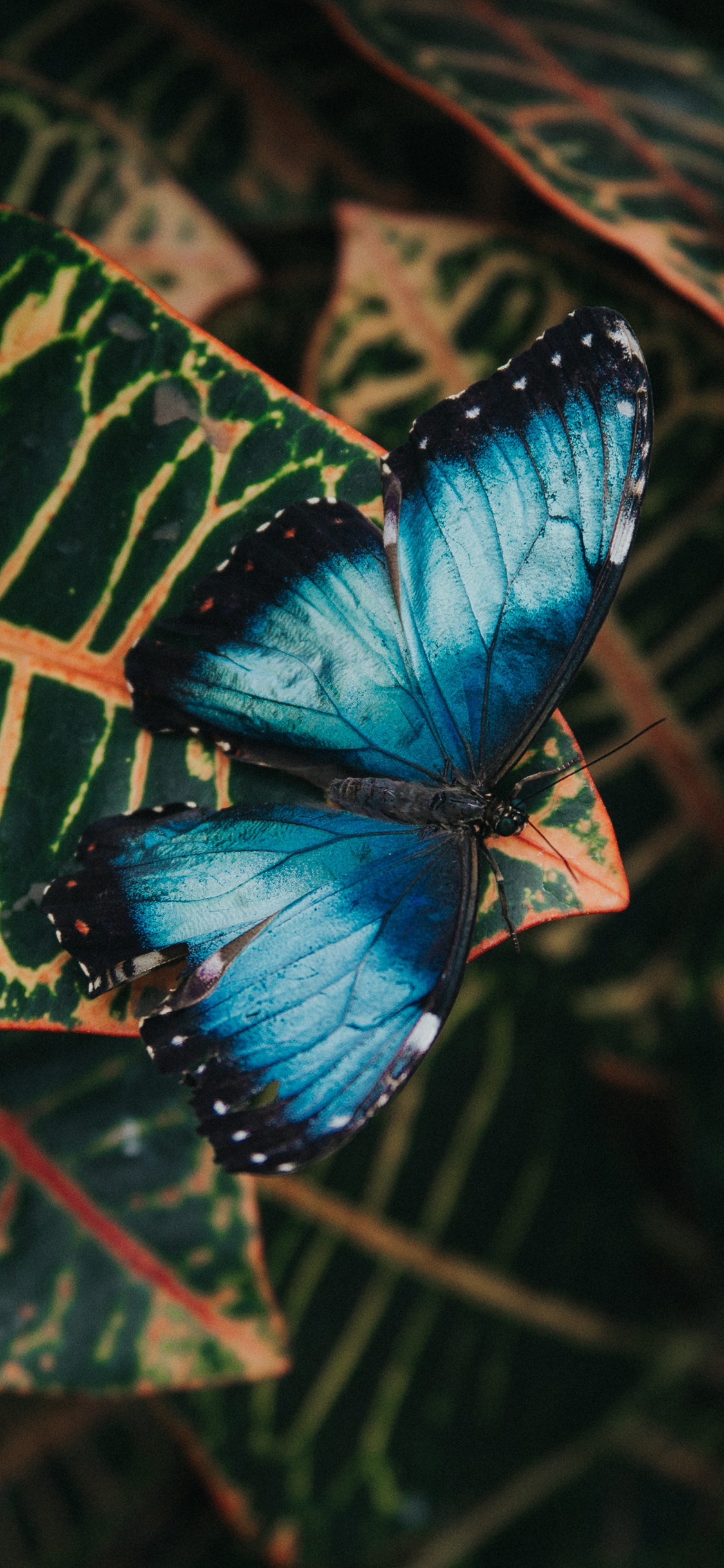 [2436×1125]蝴蝶 野外 昆虫 枝叶 苹果手机壁纸图片