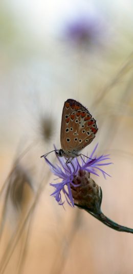 [2436x1125]蝴蝶 飞蛾 昆虫 采蜜 苹果手机壁纸图片