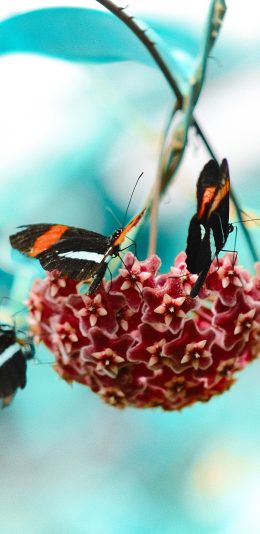 [2436x1125]蝴蝶 飞蛾 昆虫 采蜜 鲜花 苹果手机壁纸图片