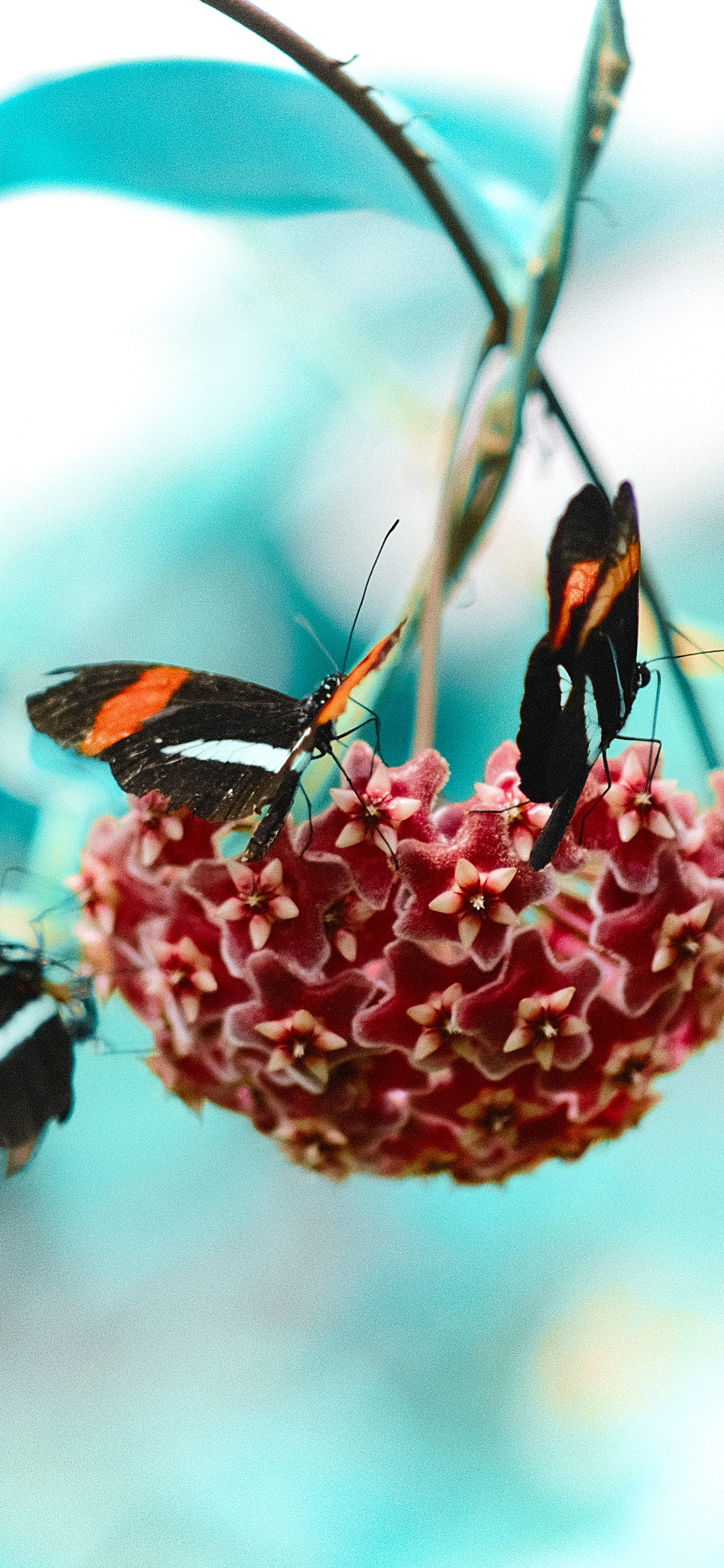[2436×1125]蝴蝶 飞蛾 昆虫 采蜜 鲜花 苹果手机壁纸图片