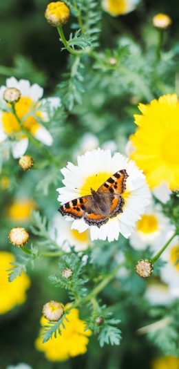 [2436x1125]蝴蝶 鲜花 花朵 昆虫 苹果手机壁纸图片