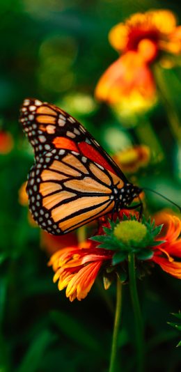 [2436x1125]蝴蝶 鲜花 雏菊 花粉 苹果手机壁纸图片