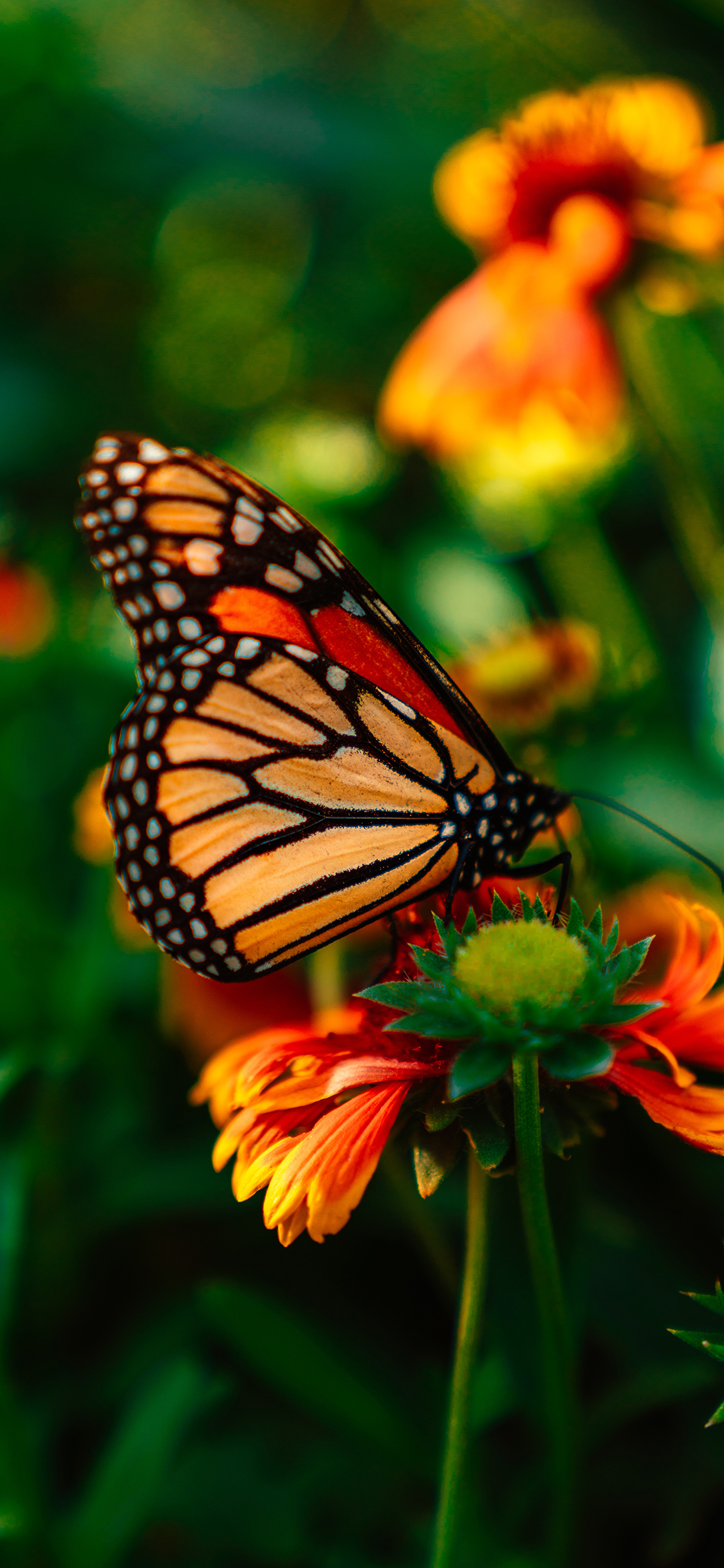 [2436×1125]蝴蝶 鲜花 雏菊 花粉 苹果手机壁纸图片