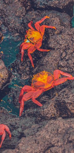 [2436x1125]螃蟹  海鲜 红蟹 爬行 苹果手机壁纸图片