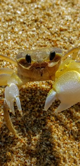 [2436x1125]螃蟹 沙滩 海洋生物 蟹钳 爬行 苹果手机壁纸图片