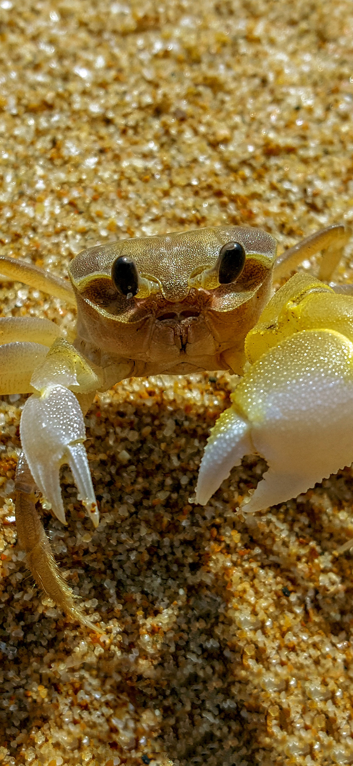 [2436×1125]螃蟹 沙滩 海洋生物 蟹钳 爬行 苹果手机壁纸图片