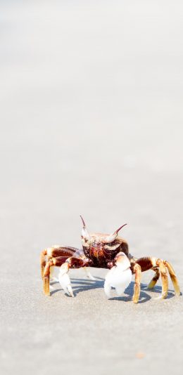 [2436x1125]螃蟹 爬行 沙滩 海鲜 苹果手机壁纸图片