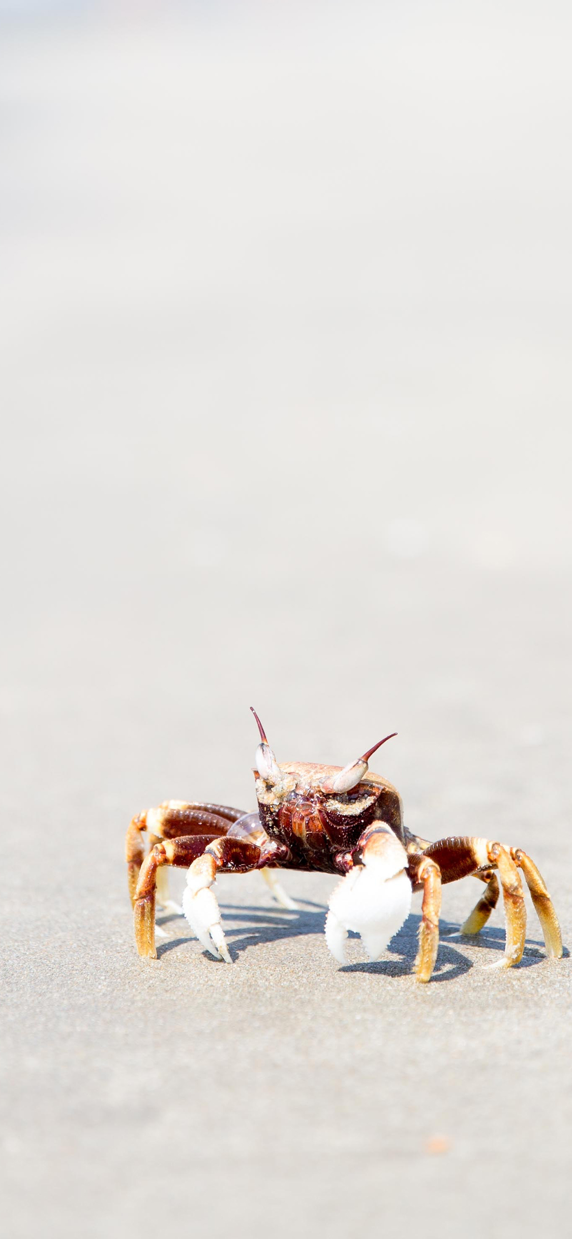 [2436×1125]螃蟹 爬行 沙滩 海鲜 苹果手机壁纸图片