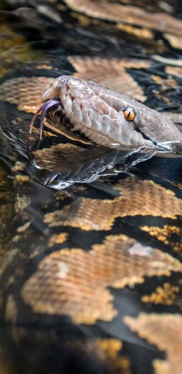 [2436x1125]蟒蛇 蛇信子 水中 蛇类 苹果手机壁纸图片