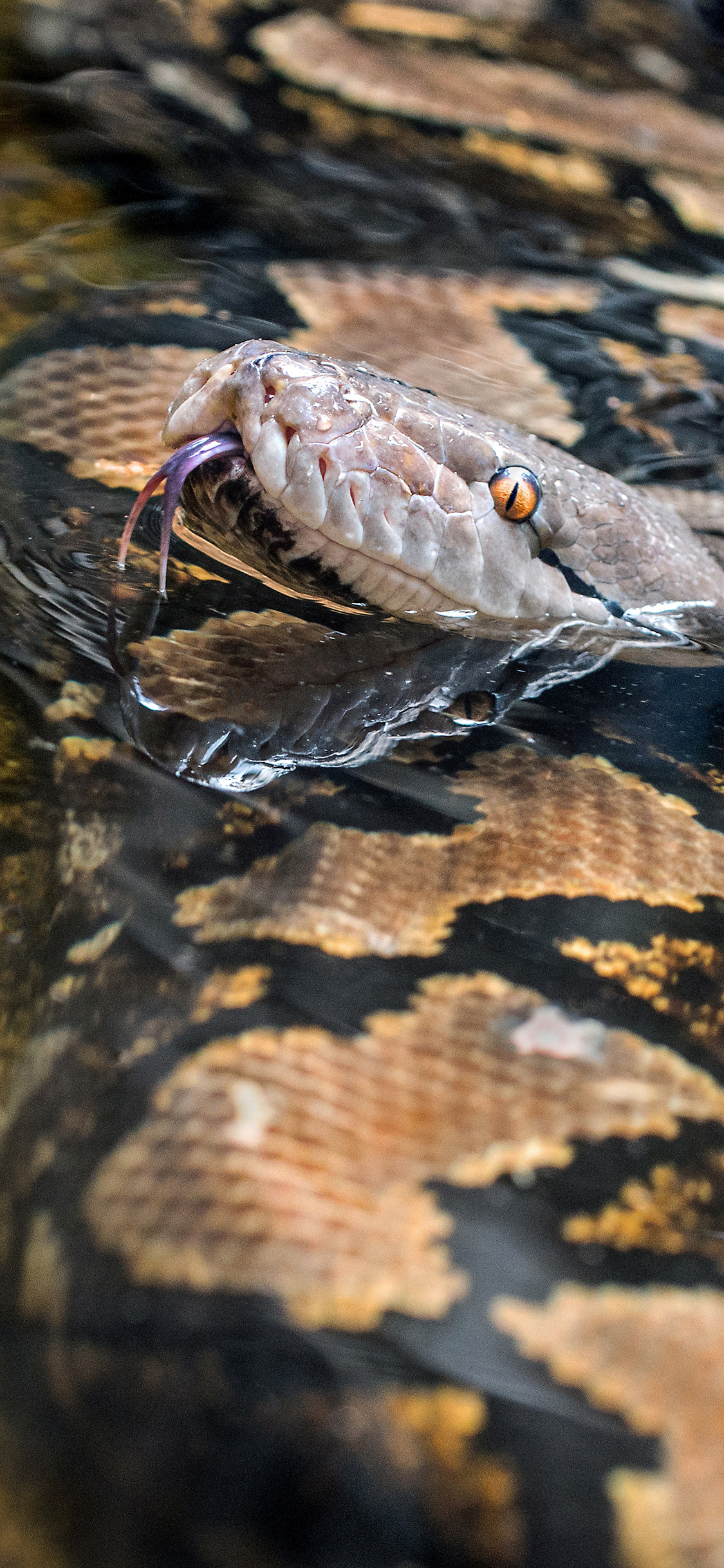 [2436×1125]蟒蛇 蛇信子 水中 蛇类 苹果手机壁纸图片