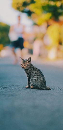 [2436x1125]街道 喵星人 花猫 猫咪 苹果手机壁纸图片